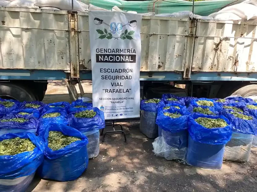 Gendarmes descubren 621 kilos de hojas de coca entre cargamento de porotos Gendarmes descubren 621 kilos de hojas de coca entre cargamento de porotos