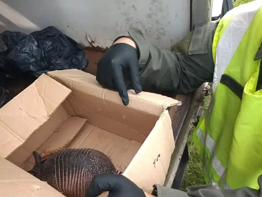 Rescatan un tatú mulita trasladado ilegalmente en un camión Rescatan un tatú mulita trasladado ilegalmente en un camión