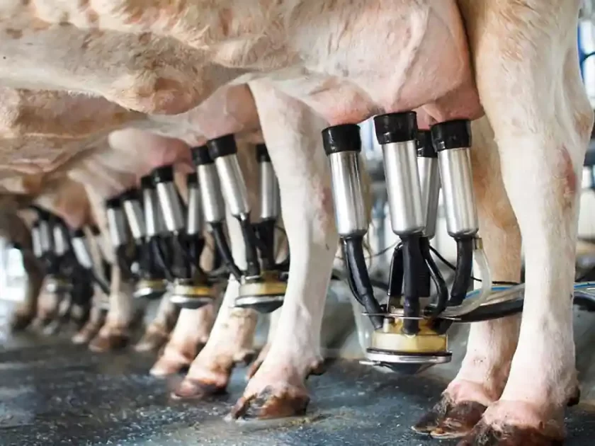 Over creó un producto contra una enfermedad letal en los tambos tambos