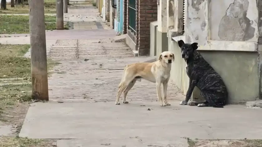 ¿Dónde está tu perro ahora? ¿Dónde está tu perro ahora?
