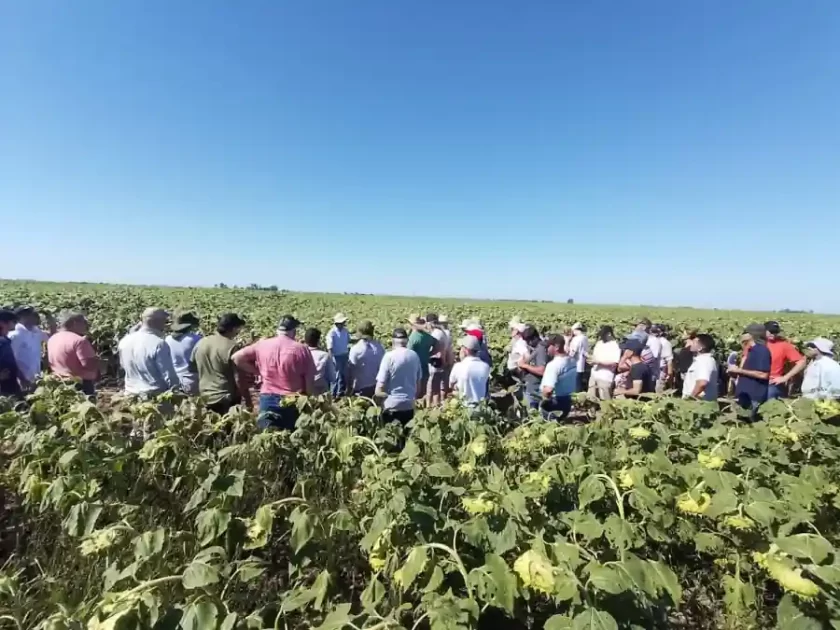 El girasol en acción: nuevo encuentro técnico en San Vicente El girasol en acción: nuevo encuentro técnico en San Vicente