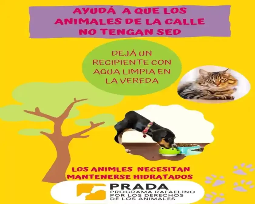 Recomendaciones para evitar golpes de calor en los animales Recomendaciones para evitar golpes de calor en los animales