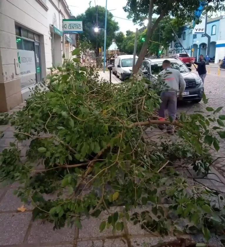 Trabajos de poda de brotes y limpieza de cazuelas en Avenida Santa Fe Trabajos de poda de brotes y limpieza de cazuelas en Avenida Santa Fe