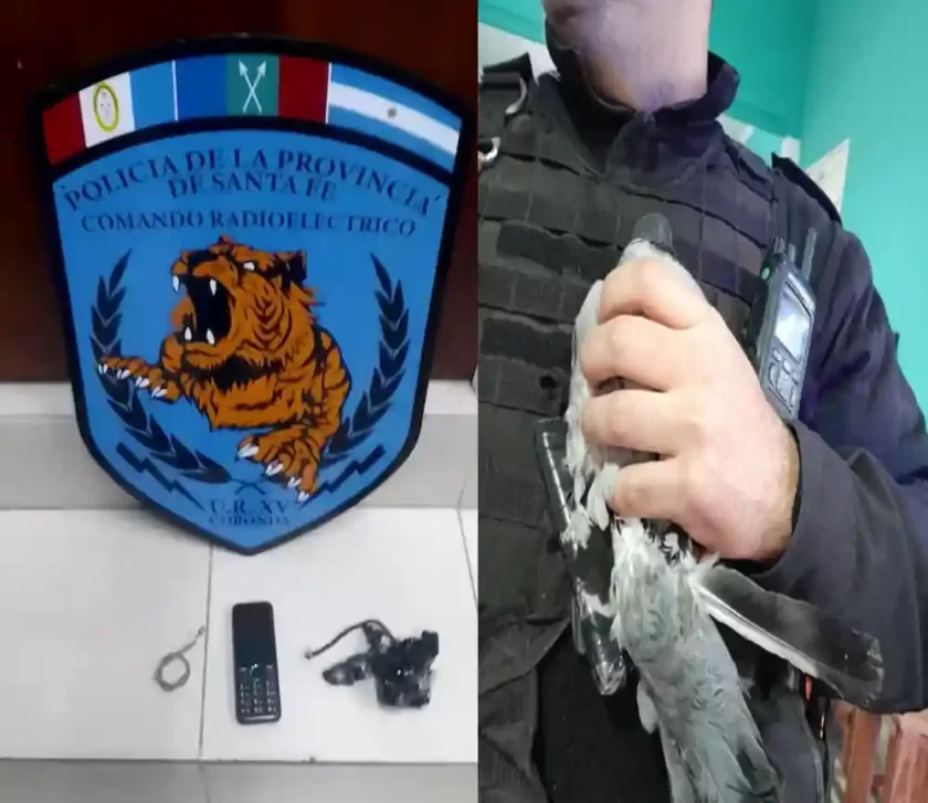 Insólito hallazgo en Coronda: Paloma intentaba ingresar un celular a la cárcel Insólito hallazgo en Coronda: Paloma intentaba ingresar un celular a la cárcel