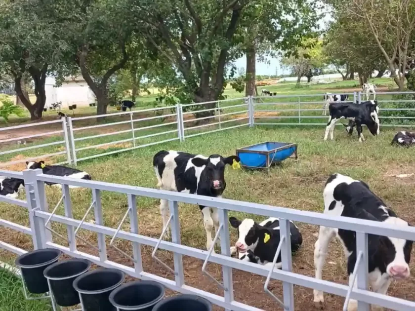 Implementan sistemas de crianza colectiva para mejorar el bienestar animal Implementan sistemas de crianza colectiva para mejorar el bienestar animal