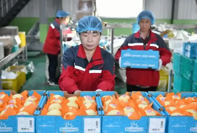 China inicia la exportación de peras a Argentina: impacto en el Valle de Río Negro en la mira China inicia la exportación de peras a Argentina: impacto en el Valle de Río Negro en la mira