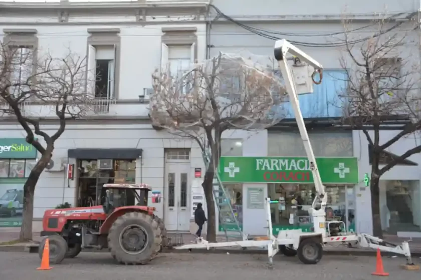 Nuevo árbol del centro amaneció con red para controlar la presencia de aves Nuevo árbol del centro amaneció con red para controlar la presencia de aves