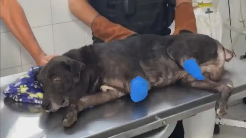 ¡Horror en Rosario! Brutal mutilación de perro en Barrio Alvear conmociona a vecinos y proteccionistas ¡Horror en Rosario! Brutal mutilación de perro en Barrio Alvear conmociona a vecinos y proteccionistas