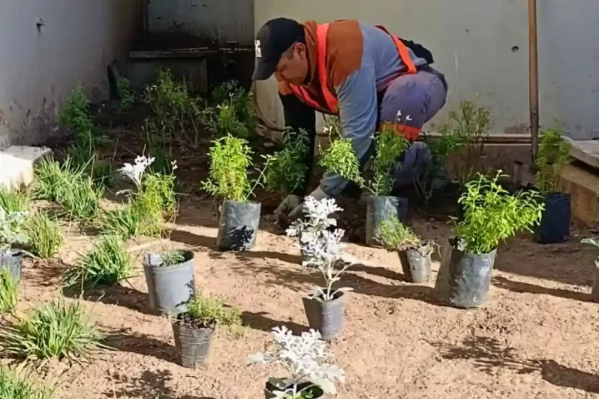 Nuevas tareas de jardinería embellecen el ingreso al Palacio Municipal Nuevas tareas de jardinería embellecen el ingreso al Palacio Municipal