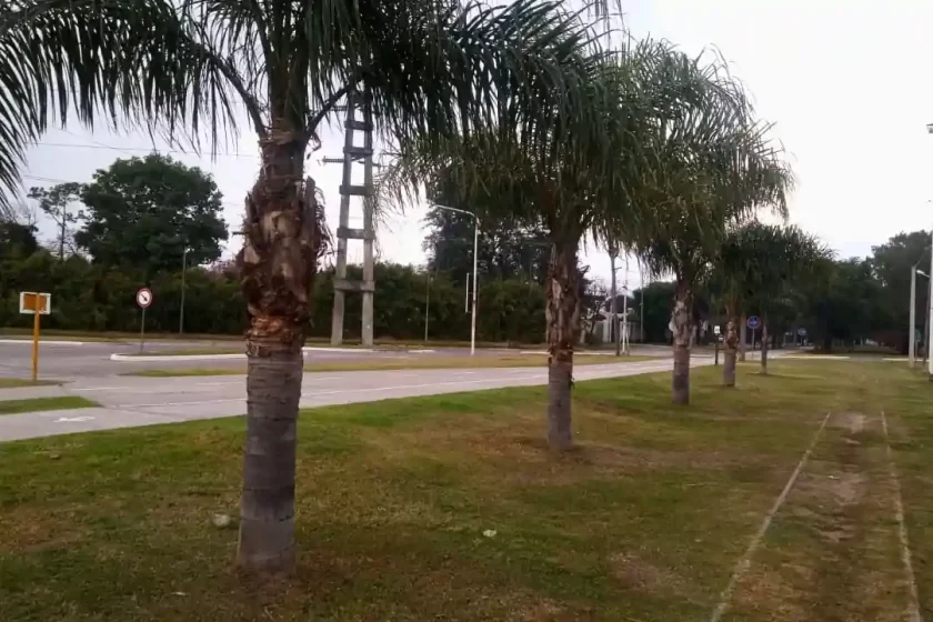 Poda y limpieza de palmeras en barrio 17 de Octubre Poda y limpieza de palmeras en barrio 17 de Octubre